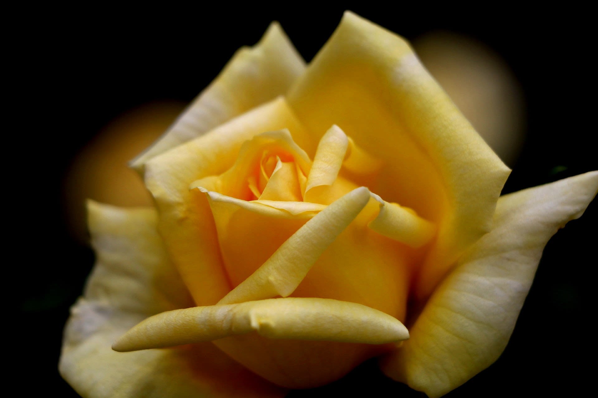 癒し花の薔薇 写真ブログ ずバッと 今日の１枚