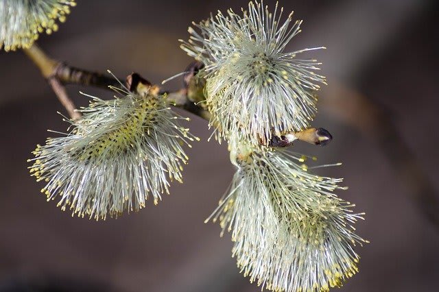 ネコヤナギ 猫柳 21年3月8日 月 Peaの植物図鑑