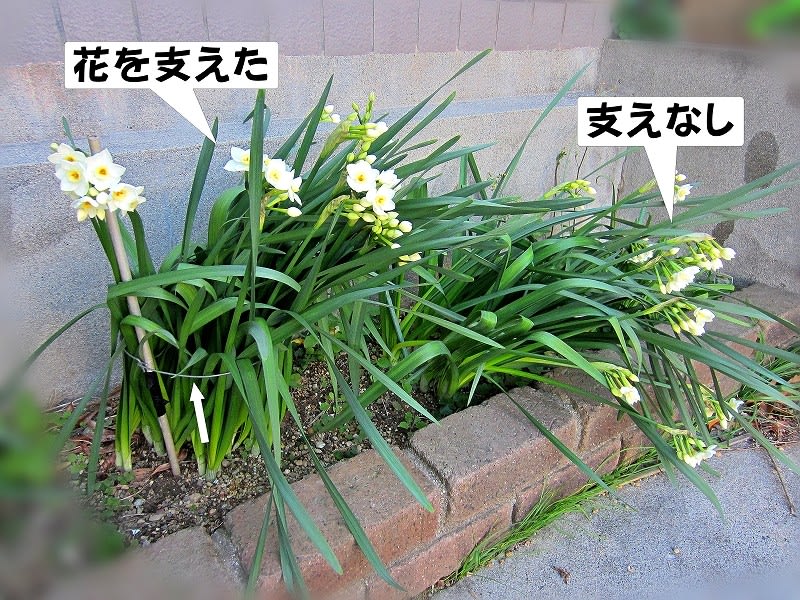 玄関の前 水仙の花が咲きました ３ｃ三昧