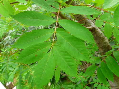 栂池自然園の植物（2009/7/20）　　ウラジロナナカマド（裏白七竈）