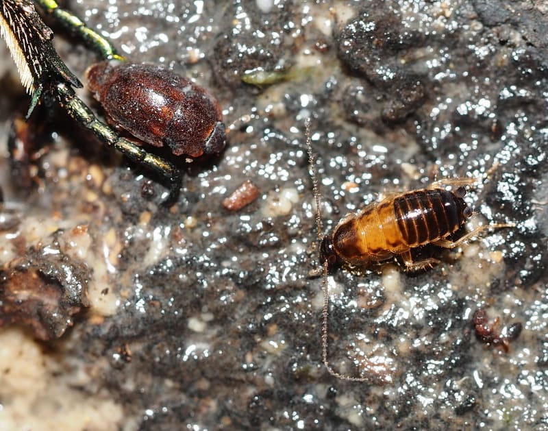 不明のゴキブリ ヒメクロゴキブリの幼虫 てんとう虫の歳時記 2