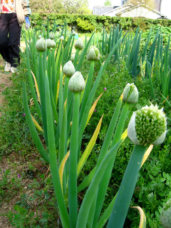 畑日誌 13 04 14 ネギ坊主の 据ぎ取り他 たけじいの気まぐれブログ 畑日誌 13 04 14 ネギ坊主の 据ぎ取り他 たけじいの気まぐれブログ