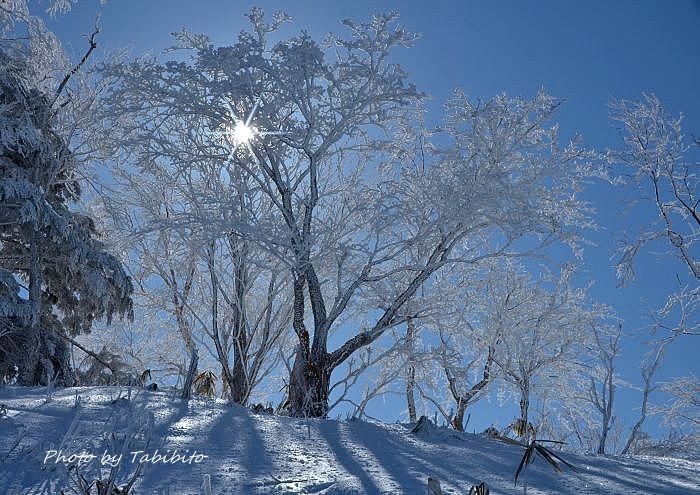 霧氷 と 樹氷 たびびとの写真帖 霧氷 と 樹氷 たびびとの写真帖