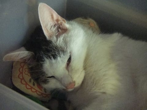 はこはこで甘えん坊 めんま ねこぼんのう ねこのめんまは猫じゃない
