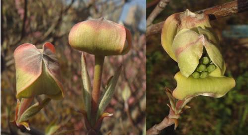 ハナミズキ 蕾から開花 里山コスモスブログ