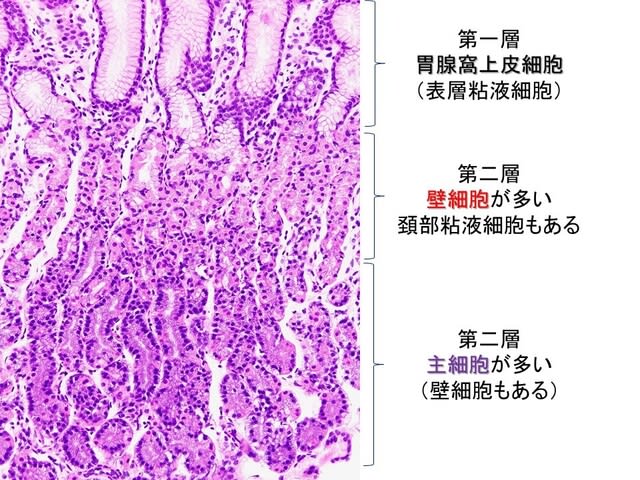 正常（H. pylori未感染）胃底腺粘膜、三色アイス構造、fundic gland 
