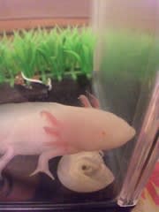 ウーパールーパー ブログも漂流中