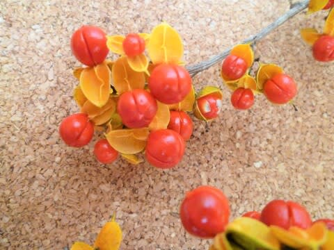 オレンジ色の可愛い実 蔓梅擬 つるうめもどき 花 華 Hana