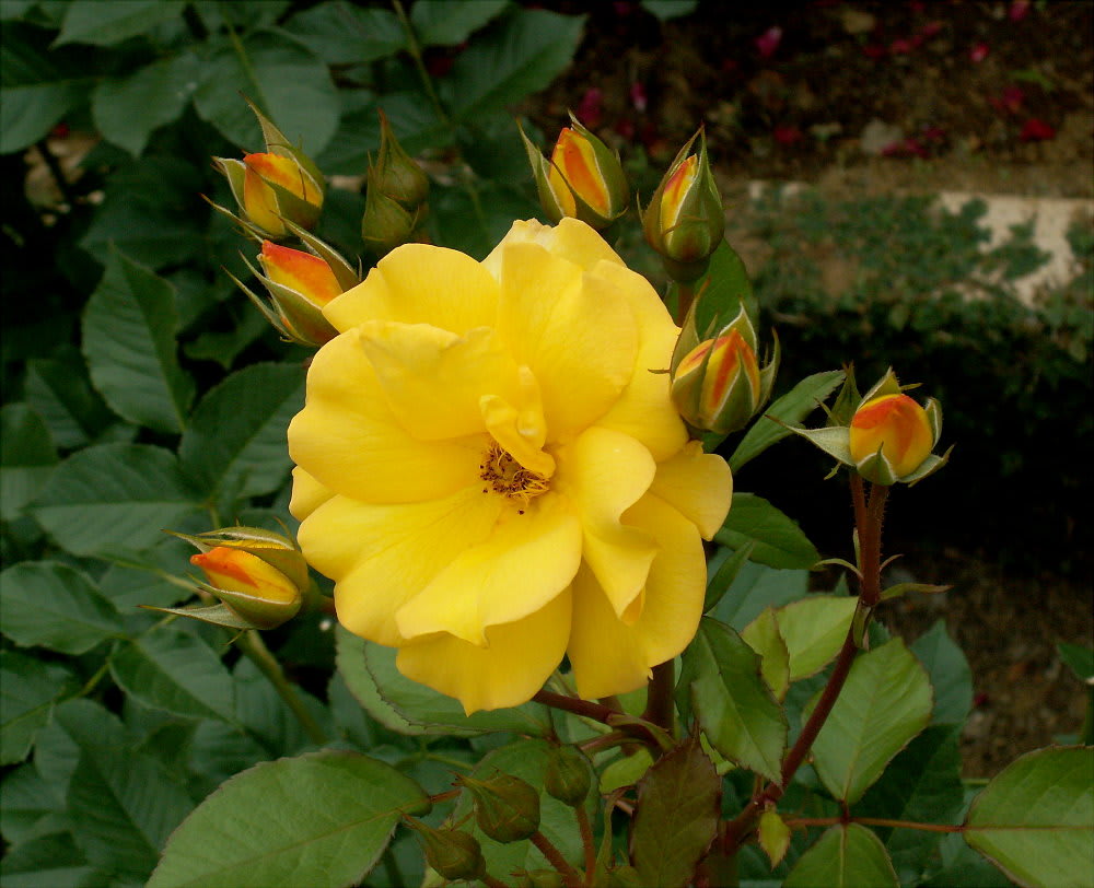 濃い黄色のバラ ゴールドマリー 84 花の公園 俳句 ｉｎｇ
