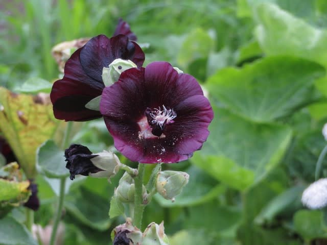 黒紫の花が強い印象を与えるブラックマロウ 野の花 庭の花