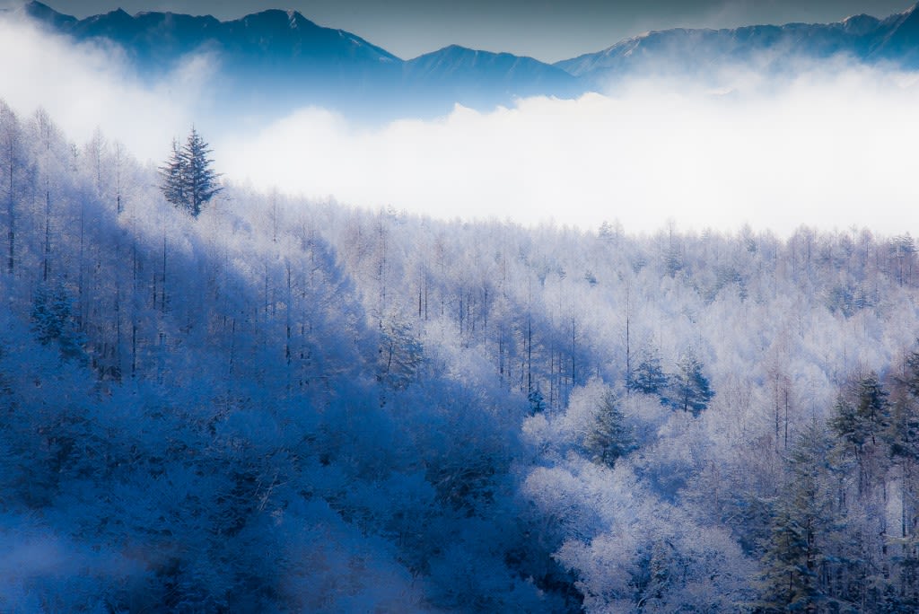霧氷の写真