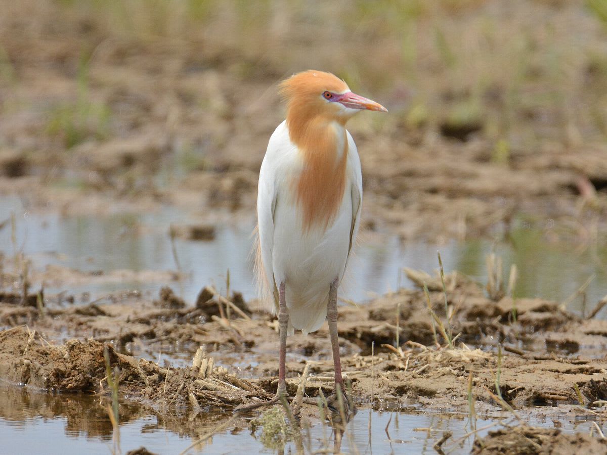 アマサギ 猩々鷺 越中富山いろいろ紹介