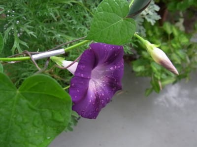 ハート型の葉に濃い紫の花