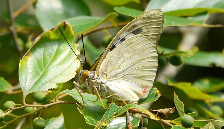 彩の国 嵐山町 蝶の里公園 飛翔準備のオオムラサキ 比企の丘