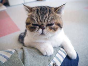 膝上充電 福猫茶房 スタッフブログ 膝上充電 福猫茶房 スタッフブログ
