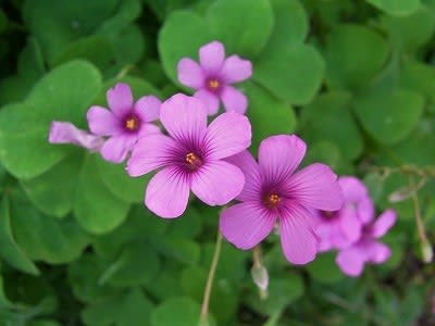 イモカタバミ 芋酢漿草 とムラサキカタバミ 紫酢漿草 れんげの画像日記
