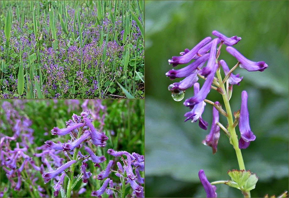 種差海岸に咲く花 ムラサキケマン 紫華鬘 フォトギャラリー種差海岸 西澤照光のフォトブログ