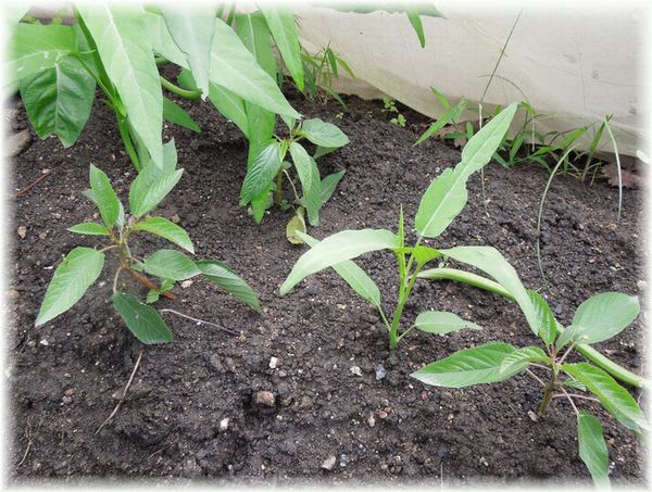 モロヘイヤも挿し芽に 試行錯誤の家庭菜園