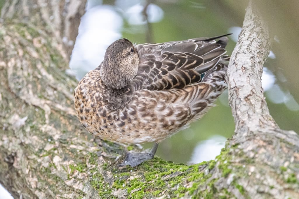 カモの水かき 徒然なる野鳥のままに悠々散歩 カモの水かき 徒然なる野鳥のままに悠々散歩