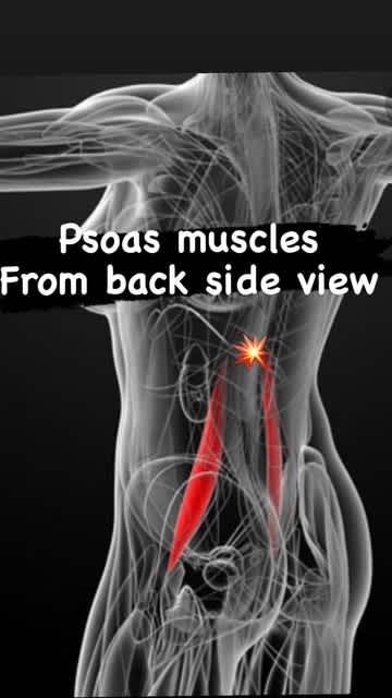 腸腰筋のバックビュー。。。 - わ~るどおぶわんだ~ず