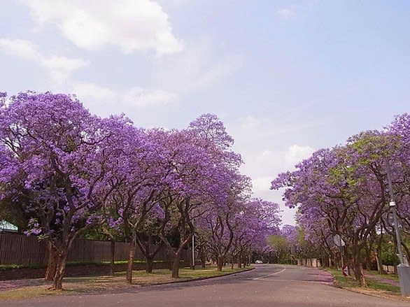 旅情惹く 薄紫の ジャカランダ 世界三大木 青紫花 当地でも咲いた のびたとブレイク 旅情惹く 薄紫の ジャカランダ 世界三大木 青紫花 当地でも咲いた のびたとブレイク