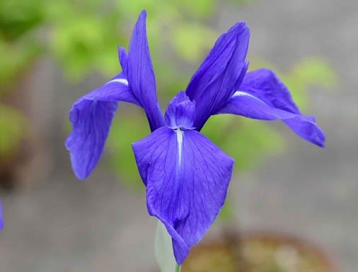 鉢植えの カキツバタ Koba の庭 春夏秋冬