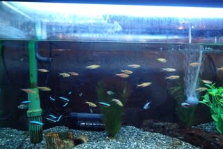 強い生命力のある魚です チーム マリエント