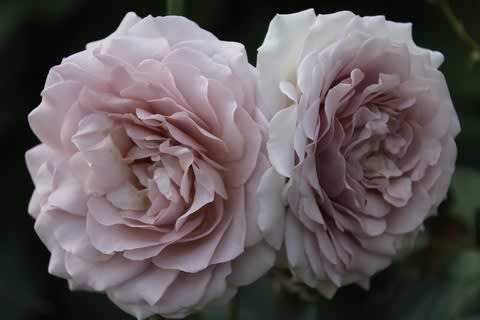 18 バラのリスト ht白 紫 その他編10本 ときどき花日記 18 バラのリスト ht白 紫 その他編10本 ときどき花日記
