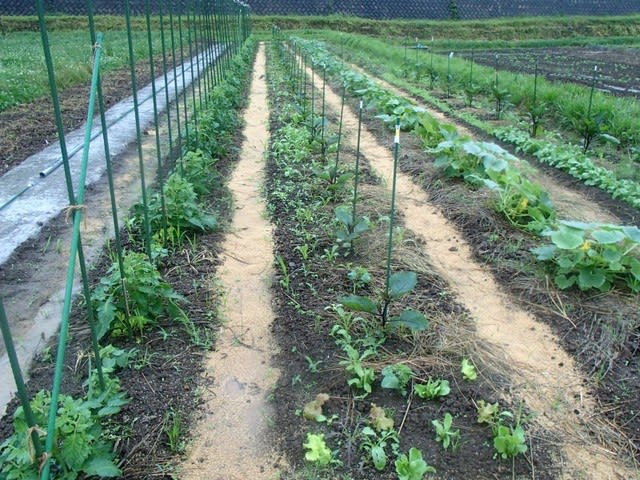 雨の野良仕事 自然観察 畑の水脈チェック 無農薬 自然菜園 自然農法 自然農 で 自給自足life 持続可能で豊かで自然な暮らしの分かち合い