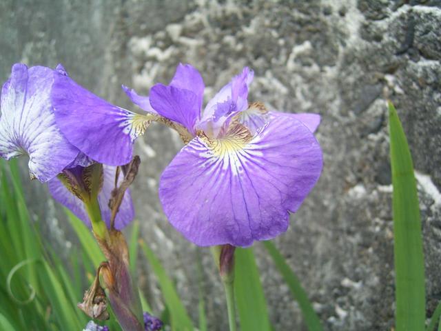 アヤメ