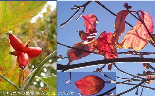 ハナミズキの花芽と葉芽と紅葉 ２月 里山コスモスブログ
