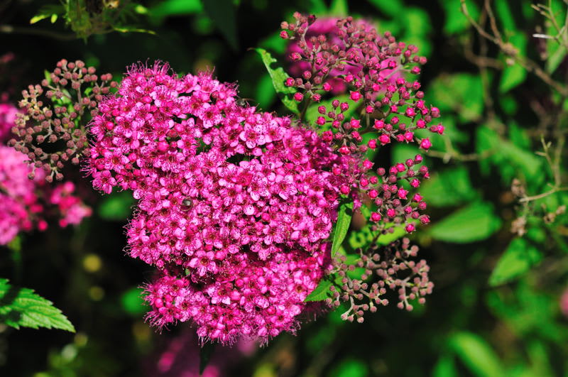 ピンク色のシモツケの花も堤防の土手に咲いています Photo No レンズの向こうに Part２