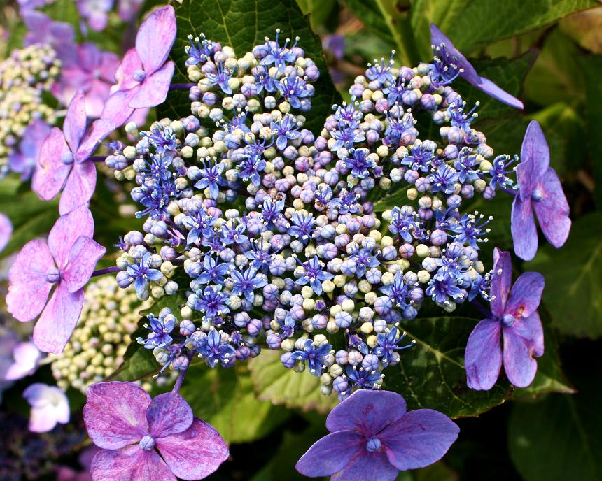 初夏の花「紫陽花」の画像