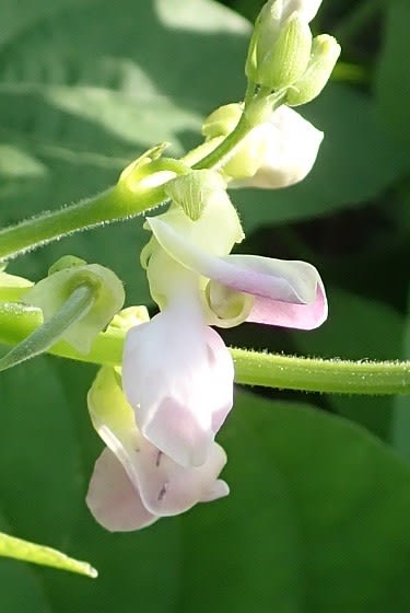 インゲン 自宅 Nokoの花図鑑