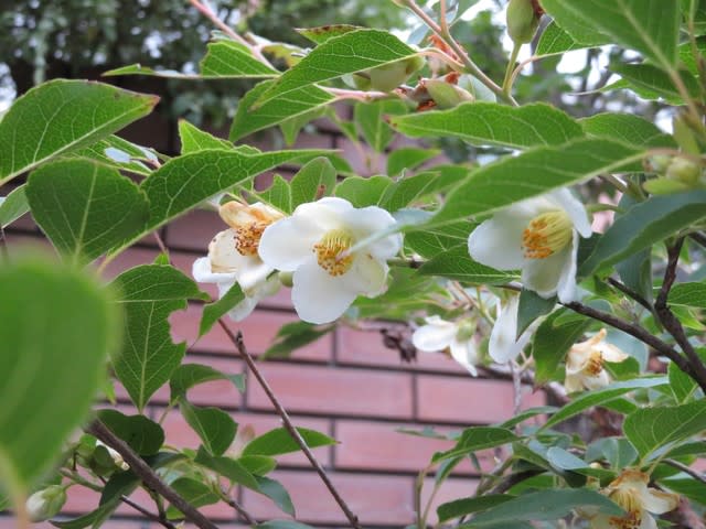 少しうなだれてみえるのがかわいいヒメシャラ 野の花 庭の花 少しうなだれてみえるのがかわいいヒメシャラ 野の花 庭の花