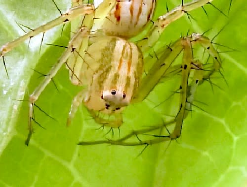 蜘蛛の足は10本ある 昆虫ではない虫のクモ目編です 花と徒然なるままに