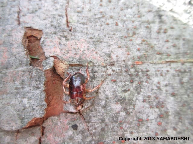 ヤマトゴキブリ 脱皮殻 富山市営農サポートセンター 富山市月岡町 やまぼうしー自然の記録帳ー