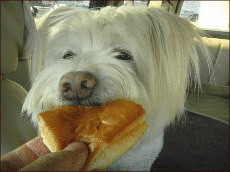 正ちゃんの毎日 のブログ記事一覧 座敷わらし犬とうさぎガーデン 正ちゃんの毎日 のブログ記事一覧 座敷わらし犬とうさぎガーデン