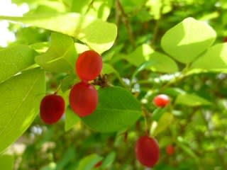 うぐいすかぐら の赤い実 花 華 Hana