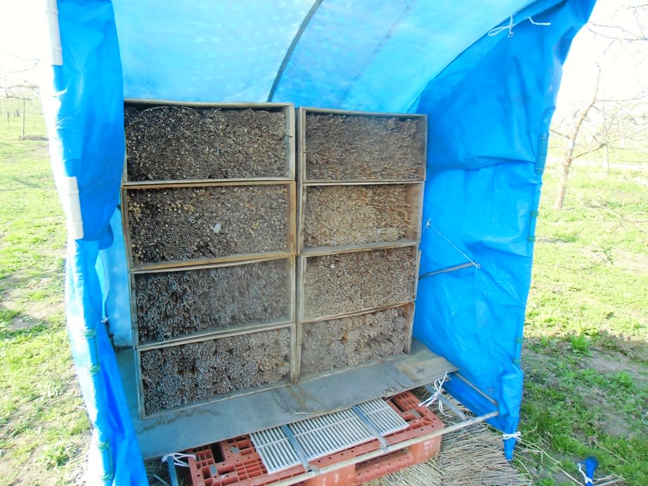 マメコバチの巣箱を出す 青森県津軽りんご通販 ヤマサンりんご園 ブログ