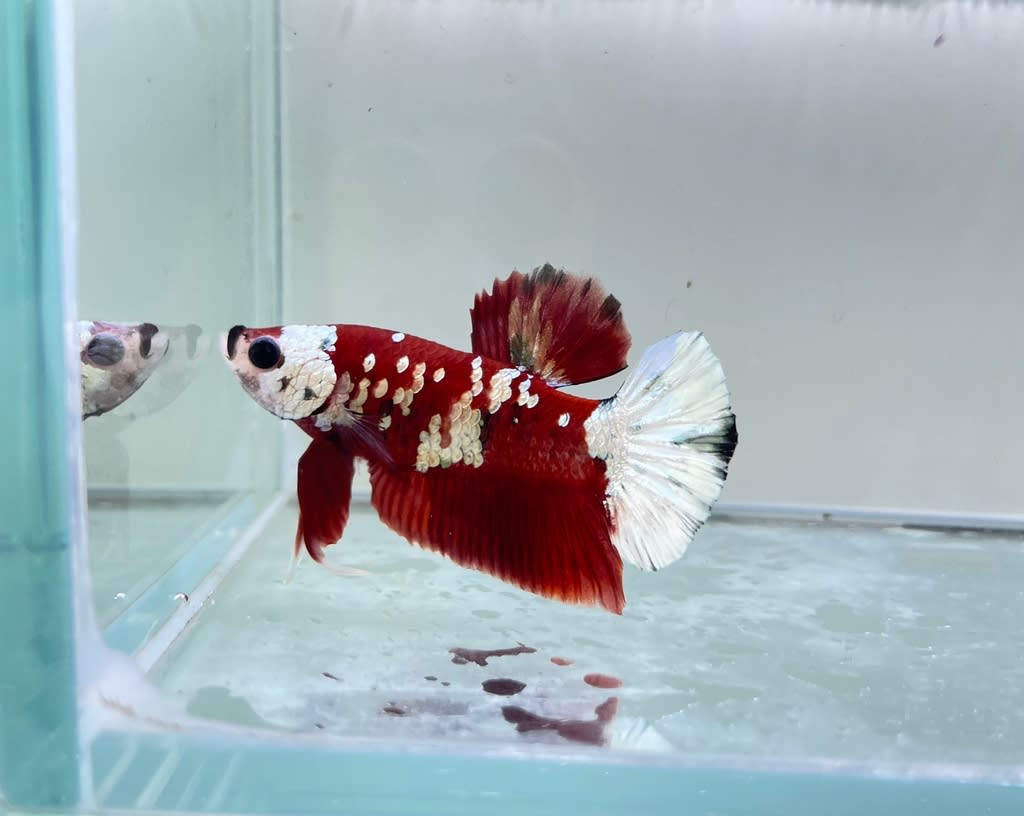 ベタ 金魚 かねだい草加店ブログ