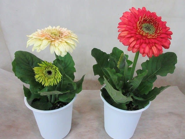 ガーベラ4寸鉢を入荷致しました 自宅用 神奈川県 茅ケ崎市の花屋 さんこう生花店 のgooブログ