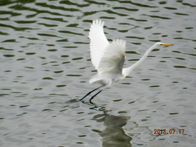 ７月撮った鳥の画像