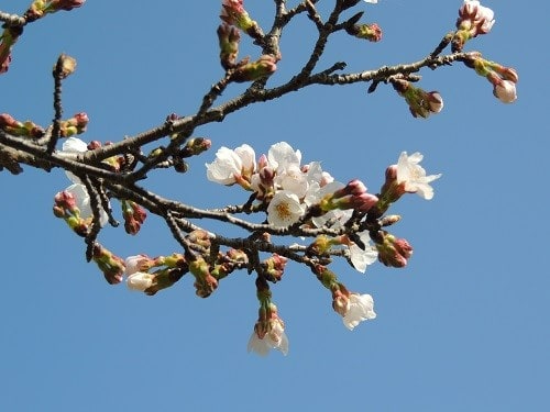 桜の季節が始まりました。 2021年3月23日 奈良県 観音寺にて 画像