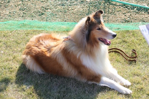 フジコ 徳島県犬になる コリーの大家族が棲む家