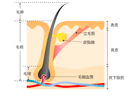 宇宙飛行士,宇宙,無重量空間,無重力,理化学研究所,脱毛症,ロシア,ロシアバスタブ実験,毛髪再生医療,薄毛,ハゲ,,