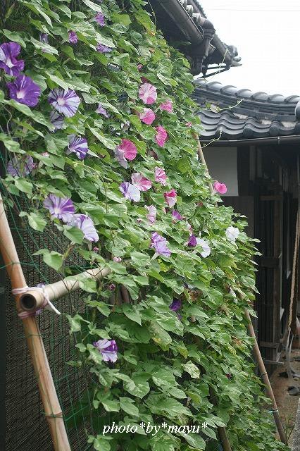 朝顔満開 風が吹いている
