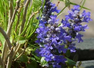 アジュガ レプタンス 野の花ガーデンblog