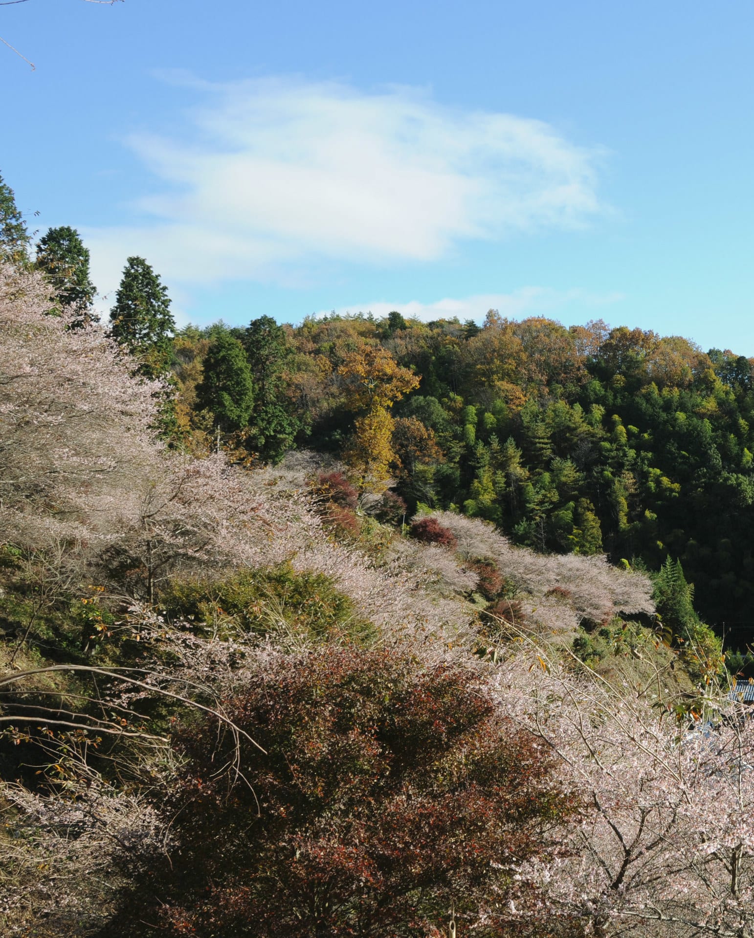 四季桜②の画像