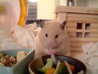 もやしちゃんねっ